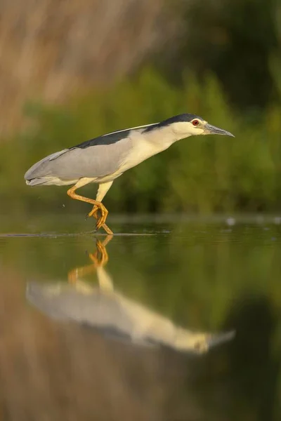 Zwarte Nachtreiger Nycticorax Nycticorax Volwassen Die Stappen Onderneemt Visvijver Reflectie — Stockfoto