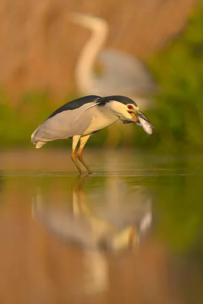 黑冠夜间鲱鱼 Nycticorax Nycticorax 成年在池塘中 灰色鲱鱼 Ardea Cinerea 基孔斯格国家公园 匈牙利 — 图库照片