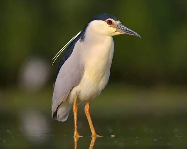 Black Crowned Night Heron Nycticorax Nycticorax Adult Standing Shallow Fishpond — Stock Photo, Image