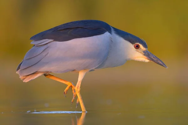 Siyah Taçlı Gece Balıkçıl Nycticorax Nycticorax Balık Havuzunda Duran Yetişkin — Stok fotoğraf