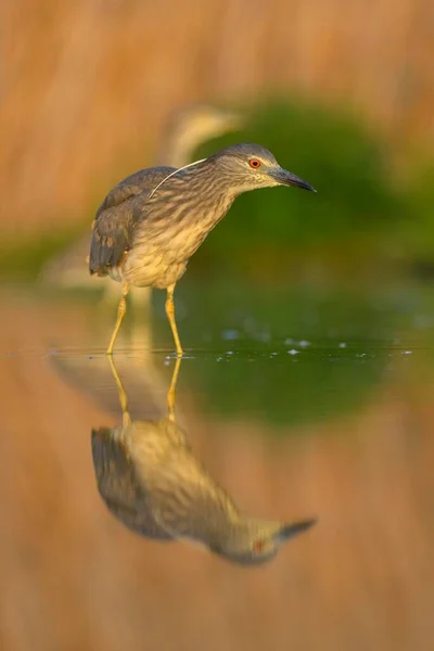 Czarne Czaple Nocne Nycticorax Nycticorax Młodociane Odbicie Stawie Światło Wieczorne — Zdjęcie stockowe