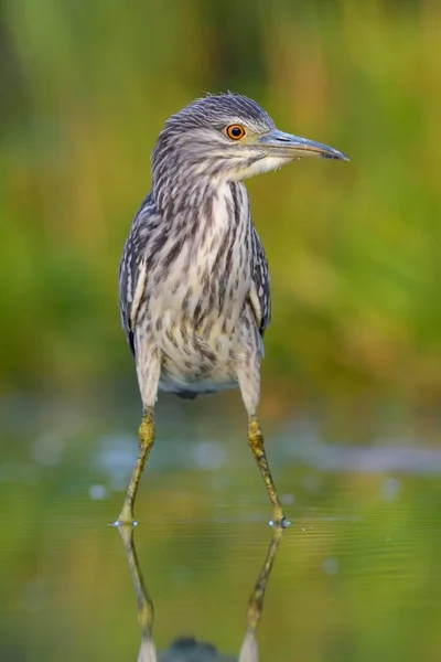 Czarne Czaple Nocne Nycticorax Nycticorax Młode Osobniki Stojące Płytkiej Wodzie — Zdjęcie stockowe