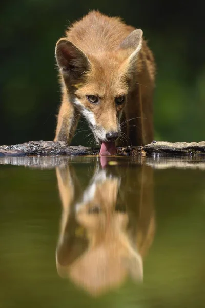 Zorro Rojo Vulpes Vulpes Agua Potable Pequeño Lago Del Bosque — Foto de Stock