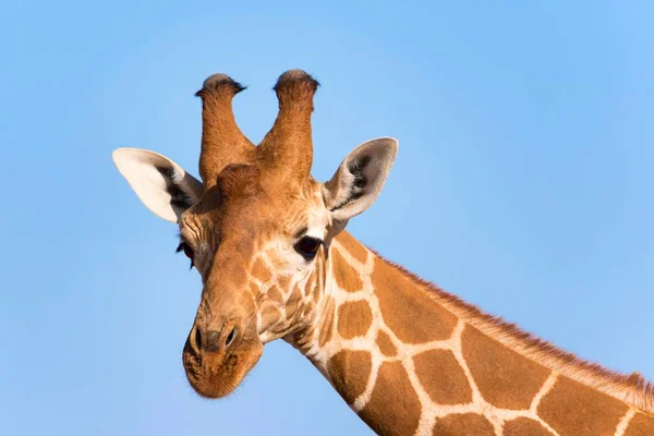 Jirafa Reticulada Jirafa Somalí Giraffa Reticulata Camelopardalis Retrato Reserva Nacional — Foto de Stock
