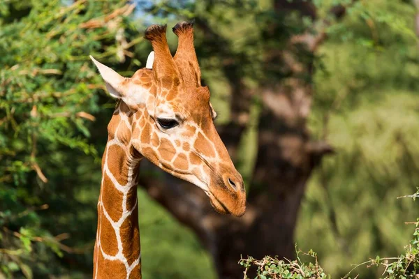 Girafa Reticulada Girafa Somali Giraffa Reticulata Camelopardalis Retrato Reserva Nacional — Fotografia de Stock