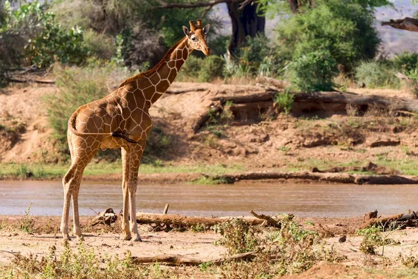 Girafa Reticulada Girafa Somali Giraffa Reticulata Camelopardalis Por Rio Reserva — Fotografia de Stock