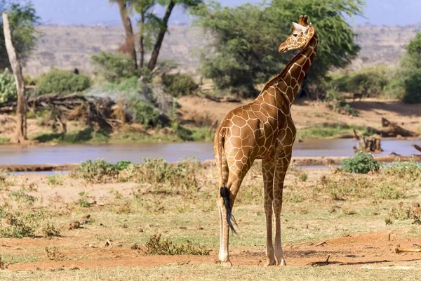 Omvänd Giraff Eller Somalisk Giraff Giraffa Reticulata Camelopardalis Vid Floden — Stockfoto