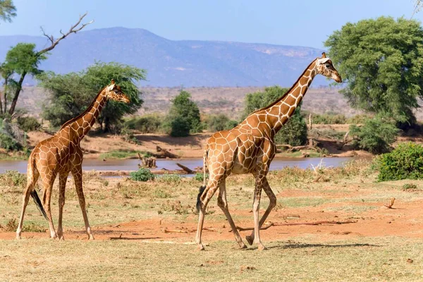 Retikulált Zsiráfok Vagy Szomáliai Zsiráfok Giraffa Reticulata Camelopardalis Folyó Mentén — Stock Fotó