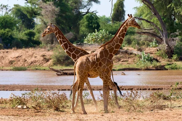 Girafas Reticuladas Girafas Somalis Giraffa Reticulata Camelopardalis Por Rio Reserva — Fotografia de Stock