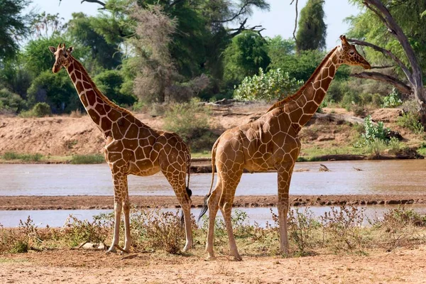 サムブル国立保護区 ケニア アフリカによる繰り返しキリンまたはソマリキリン Giraffa Reticata Camelopardalis — ストック写真