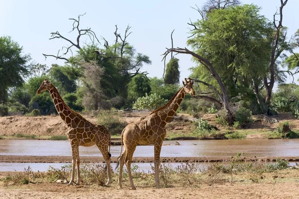Netzgiraffen Oder Somalische Giraffen Giraffa Reticulata Camelopardalis Entlang Des Flusses — Stockfoto
