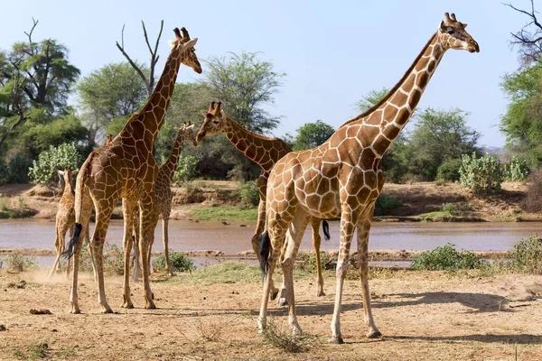 Girafes Réticulées Girafes Somaliennes Giraffa Reticulata Camelopardalis Par Rivière Réserve — Photo