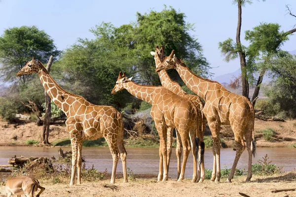 Girafas Reticuladas Girafas Somalis Giraffa Reticulata Camelopardalis Por Rio Reserva — Fotografia de Stock