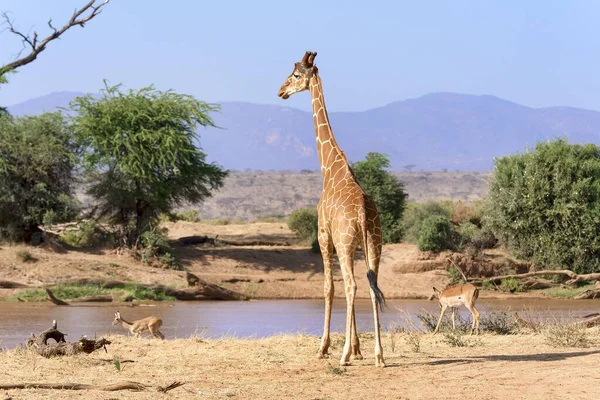 Netzgiraffe Oder Somali Giraffe Giraffa Reticulata Camelopardalis Fluss Samburu National — Stockfoto
