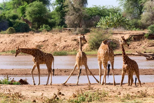 Netzgiraffen Oder Somali Giraffen Giraffa Reticulata Camelopardalis Fluss Samburu National — Stockfoto
