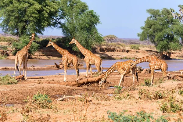 Reticulated Giraffes Або Somali Giraffes Giraffa Reticulata Camelopardalis Ють Біля — стокове фото