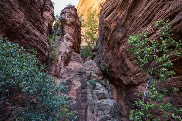 Färgad Sandsten Canyon Overlook Trail Zion National Park Utah Usa — Stockfoto