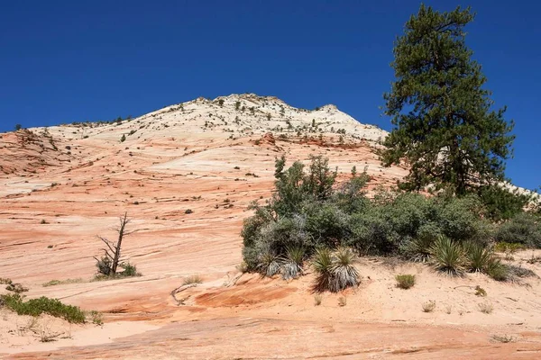 Formazioni Rocciose Arenaria Clear Creek Zion National Park Utah Usa — Foto Stock