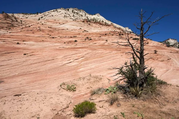 Sandstone Rock Formations Clear Creek Zion National Park Utah Usa — Stock Photo, Image