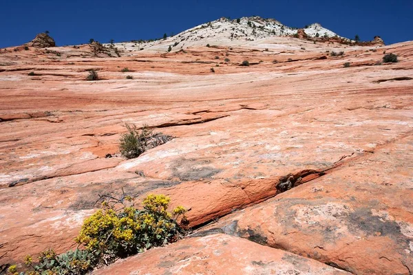Sandsteinfelsformationen Clear Creek Zion National Park Utah Usa Nordamerika — Stockfoto