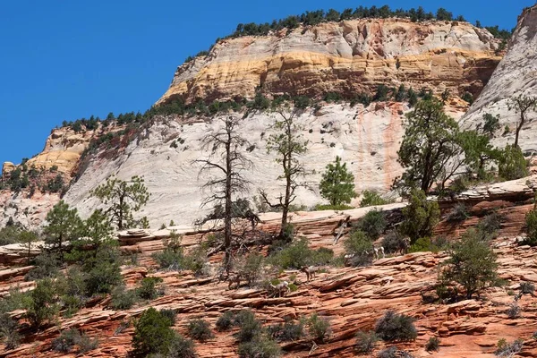 Formazioni Rocciose Arenaria Zion Mount Carmel Highway Pecore Bighorn Ovis — Foto Stock