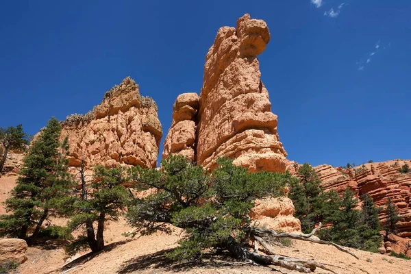 Formaciones Rocosas Creadas Por Erosión Pino Pinus Trees Red Canyon — Foto de Stock