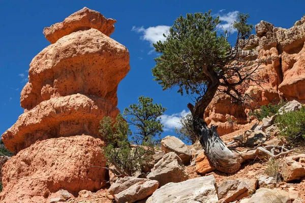 Rotsformaties Ontstaan Door Erosie Dennen Pinus Bomen Red Canyon Utah — Stockfoto