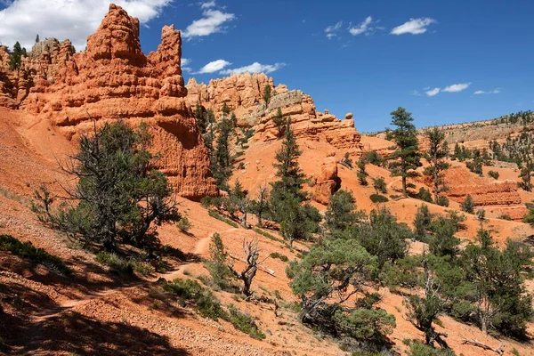 トレッキングパスと松によって作成された岩の形成 Pinus レッドキャニオン ユタ州 アメリカ — ストック写真