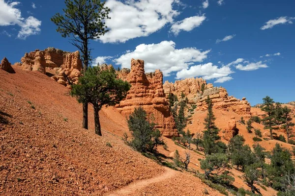 Bergformationer Skapade Erosion Vandringsled Och Tall Pinus Träd Red Canyon — Stockfoto