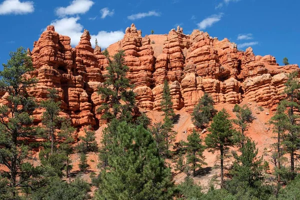 Formazioni Rocciose Create Erosione Pino Pinus Alberi Red Canyon Utah — Foto Stock