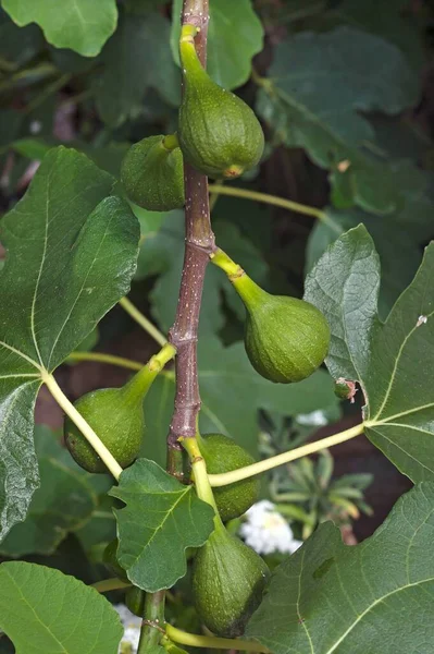 Higos Ficus Carica Árbol Baja Sajonia Alemania Europa — Foto de Stock