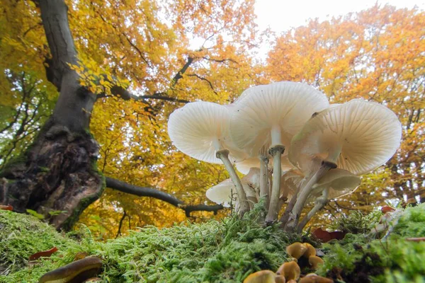 Porcelain Fungi Oudemansiella Mucida Deciduous Forest Hesse Germany Europe — Stock Photo, Image