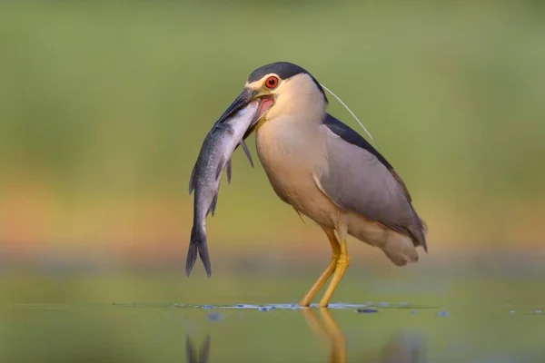 Zwarte Nachtreiger Nycticorax Nycticorax Volwassen Reiger Met Vis Die Zijn — Stockfoto