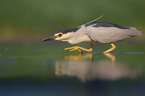 Siyah Taçlı Gece Balıkçıl Nycticorax Nycticorax Avını Takip Eden Yetişkin — Stok fotoğraf