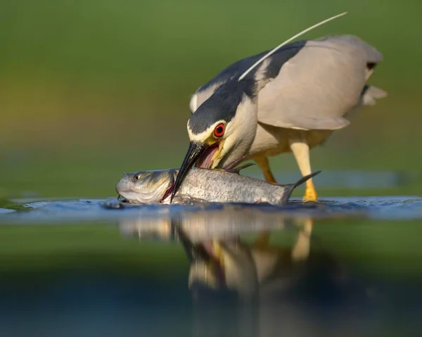 Schwarzkronenreiher Nycticorax Nycticorax Ausgewachsener Reiher Mit Beute Fische Kiskunsg Nationalpark — Stockfoto