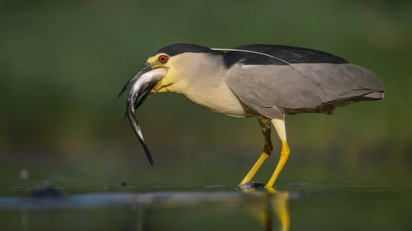 Zwarte Nachtreiger Nycticorax Nycticorax Volwassen Reiger Met Vis Die Zijn — Stockfoto