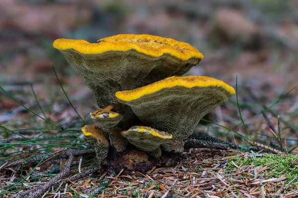 Velvet Top Fungus Dyer Polypore Dyer Doolhof Phaeolus Spadiceus Henne — Stockfoto