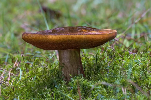 Задутий Стовбур Bolete Neoboletus Luridiformis Frankfurt Main Ruesselsheim Main Hesse — стокове фото