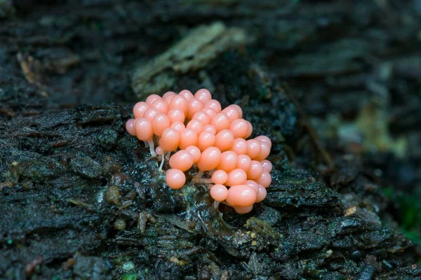 Arcyria Ferruginea Arcyria Ferruginea Gnijącym Martwym Drewnie Rezerwat Przyrody Mnchbruch — Zdjęcie stockowe