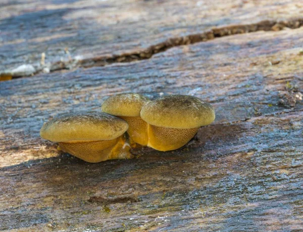 Ostra Tardía Panellus Serotinus Cuerpos Fructíferos Tronco Europeo Común Descomposición — Foto de Stock