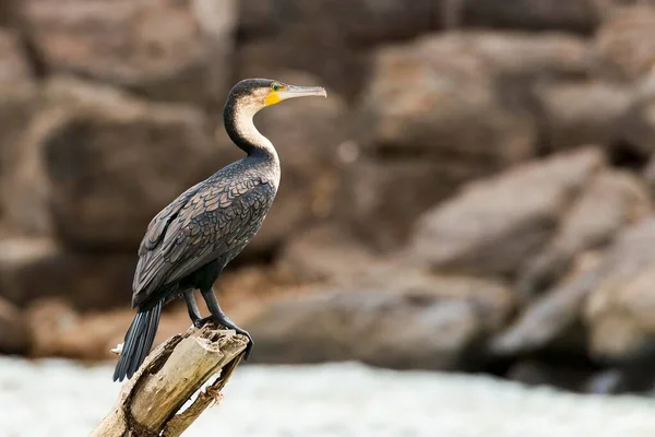 Weißbrustkormoran Phalacrocorax Lucidus Baringo See Kenia Afrika — Stockfoto