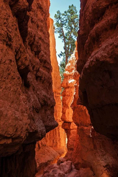 Cañón Con Formaciones Rocosas Coloridas Sendero Navajo Loop Parque Nacional —  Fotos de Stock