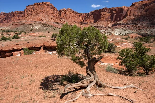 Landscape Rock Formations Capitol Reef National Park Bristlecone Pine Pinus — Stock Photo, Image