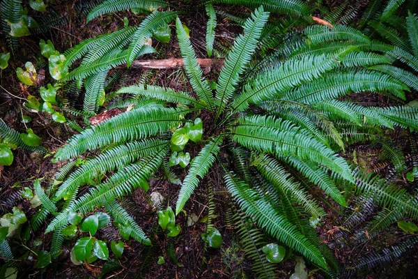 Hård Ormbunke Blechnum Spicant Regnskogsstig Pacific Rim National Park Vancouver — Stockfoto