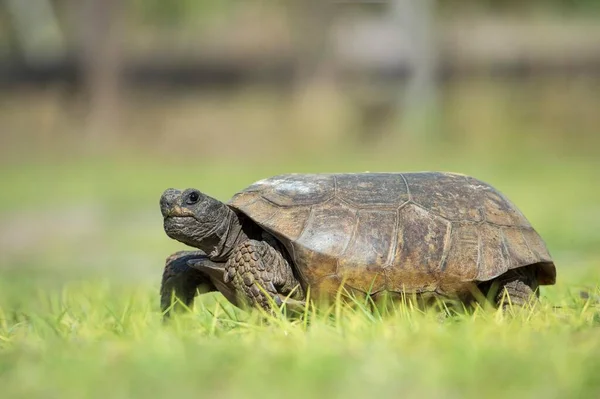 Gopher Tortoise Gopherus Polyphemus Траві Флориді Усі Північній Америці — стокове фото