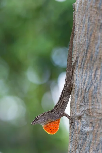 Brown Anole Also Bahaman Anole Sagra Anole Norops Sagrei Tree — Stock Photo, Image