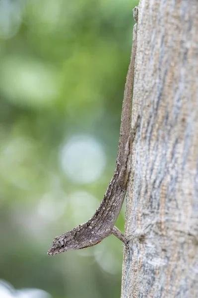 Brown Anole Also Bahaman Anole Sagra Anole Norops Sagrei Tree — Stock Photo, Image