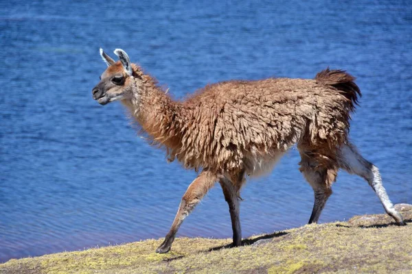 Braunes Lama Lama Glama Vor Dem See Altiplano Bolivien Südamerika — Stockfoto