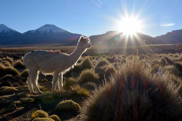 Láma Láma Glama Legelőn Háttérvilágítás Altiplano Sajama Nemzeti Park Bolívia — Stock Fotó