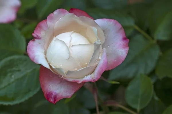 Rose Rosa Mit Wassertropfen Deutschland Europa — Stockfoto